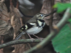 Dendronanthus indicus