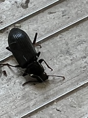 Xylopinus saperdoides