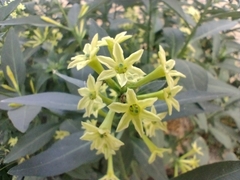 Cestrum parqui
