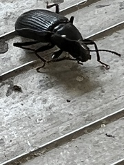 Xylopinus saperdoides