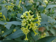 Cestrum parqui