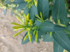 Cestrum parqui