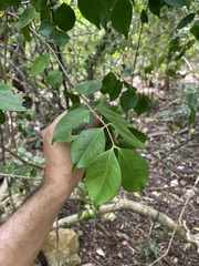 Eugenia biflora
