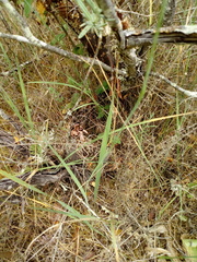 Campanula lusitanica