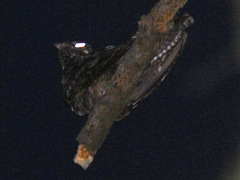 Caprimulgus jotaka