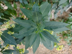 Cestrum parqui