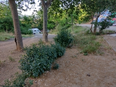 Cestrum parqui