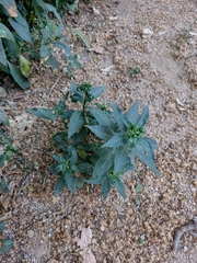 Cestrum parqui