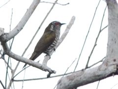 Chrysococcyx minutillus