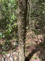 Zanthoxylum martinicense