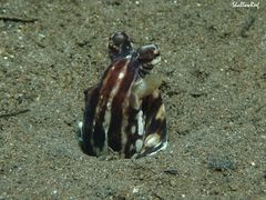 Thaumoctopus mimicus