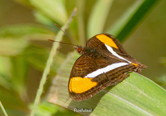 Adelpha syma