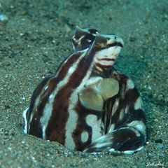 Thaumoctopus mimicus