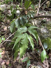 Tectaria heracleifolia