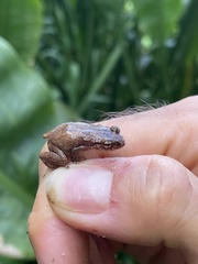 Eleutherodactylus cochranae