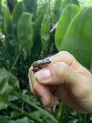 Eleutherodactylus cochranae