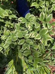 Polygonatum odoratum pluriflorum