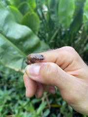 Eleutherodactylus cochranae