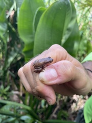 Eleutherodactylus cochranae
