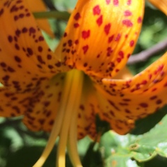 Lilium humboldtii