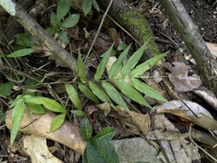 Ichnanthus pallens