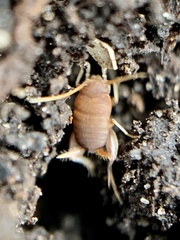 Myrmecophilus pergandei