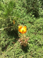 Lilium humboldtii