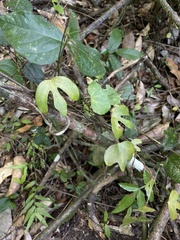 Aristolochia trilobata