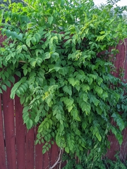 Campsis radicans