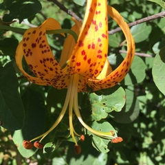 Lilium humboldtii
