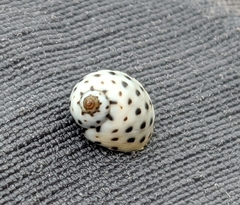 Echinolittorina mespillum