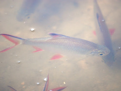 Barbonymus schwanefeldii