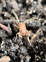 Myrmecophilus pergandei