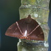 Polilla Mariposa - Photo (c) eneaschr, algunos derechos reservados (CC BY-NC)