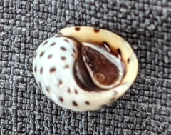 Echinolittorina mespillum