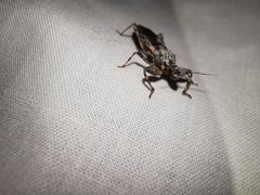 Oncocephalus squalidus