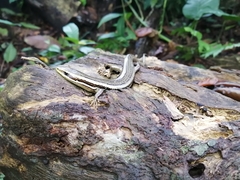 Marisora alliacea