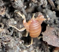 Myrmecophilus pergandei