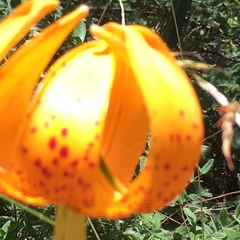 Lilium humboldtii