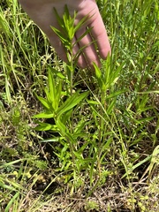 Collomia grandiflora