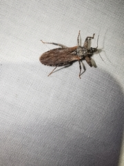 Oncocephalus squalidus