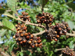 Alchornea glandulosa