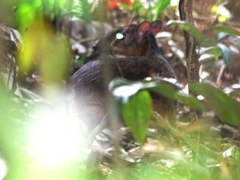 Lesser Mouse-Deer photo 3