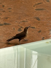 Quiscalus mexicanus
