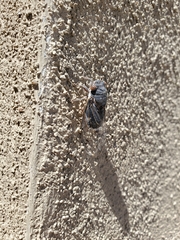 Hadoa chiricahua