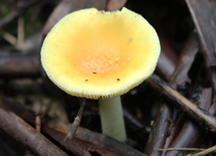 Amanita xanthocephala