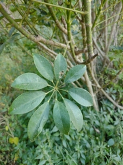 Heptapleurum arboricola