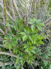 Heptapleurum arboricola