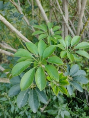 Heptapleurum arboricola