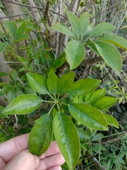 Heptapleurum arboricola